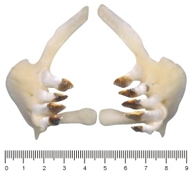 poerkov kosti (zuby) z amura blho 