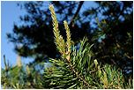 Borovice lesn (Pinus sylvestris)