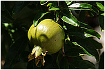 Grantov jablko - Marhank grantov (Punica granatum)