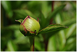 Pivoka lkask (Paeonia officinalis)