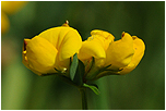 trovnk rkat (Lotus corniculatus)