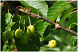 Tee obecn (Prunus avium)