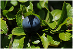 Trnka obecn (Prunus spinosa)