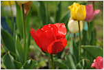 Tulipn (Tulipa)