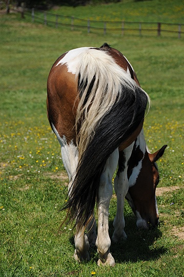 Kůň domácí (Equus caballus f. caballus) 