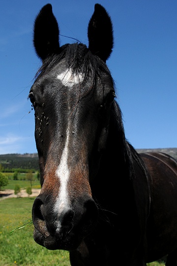 Kůň domácí (Equus caballus f. caballus) 
