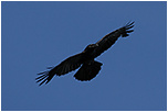 Krkavec velk (Corvus corax)