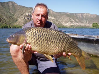 88 cm - 12,50 kg