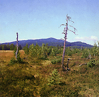 rezervace Mrtv luh, vrchovitn raelinit nad soutokem Studen a Tepl Vltavy. Le 4 km jin od Volar v nadmosk vce 730 m.