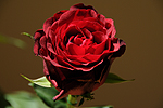 Růže (Rosa)