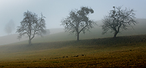 Mlhavé ráno ve Waldburgu (A)