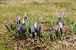 Šafrán jarní (Crocus vernus)