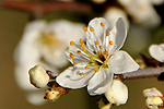 Trnka obecná (Prunus spinosa)