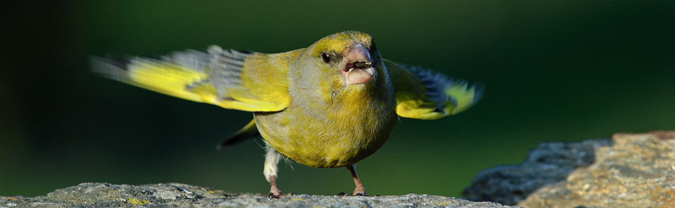 Kliknutm na ne uveden fotografie pejdete na jednotliv skupiny ivoich