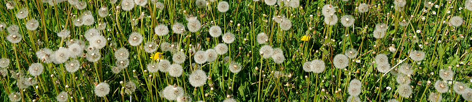 Pampelika lkask (Taraxacum officinale)