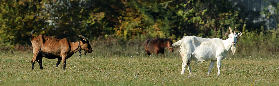 Kliknutm na ne uveden fotografie pejdete na jednotliv skupiny ivoich
