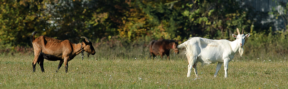 Kliknutm na ne uveden fotografie pejdete na jednotliv skupiny ivoich