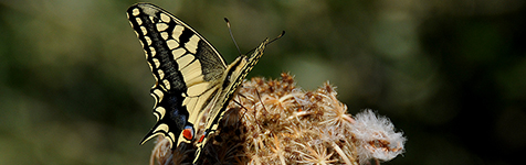 Kliknutím přejdete na HMYZ