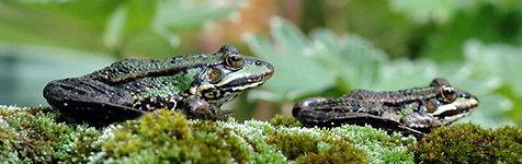 Kliknutím přejdete na OBOJŽIVELNÍCI