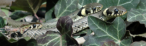 Kliknutím přejdete na PLAZI