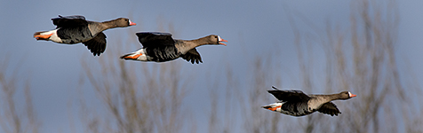 Kliknutím přejdete na PTÁCI