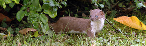 Kliknutím přejdete na SAVCI