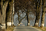 Silnice mezi Sviny a Borkovicemi, 08.03.2014, foto: František Bumba