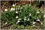 Bledule jarn (Leucojum vernum)