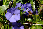 Brl men-barvnek (Vinca minor)