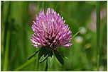 Jetel lun (Trifolium pratense)