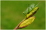 Kobylka zelen (Tettigonia viridissima)