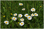 Kopretina bl (Leucanthemum vulgare)