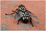 Moucha domc (Musca domestica)