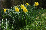 Narcis žlutý (Narcissus pseudonarcissus)