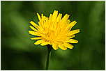 karda dvoulet (Crepis biennis)