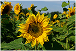 Slunenice ron (Helianthus annuus)