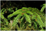 Smrk ztepil (Picea abies)