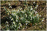 Snenka pedjarn, podsnnk (Galanthus nivalis)