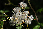 Starek Fuchsv (Senecio ovatus)