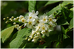 Stemcha obecn (Prunus padus)