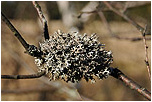 Terovka bublinat (Hypogymnia physodes)