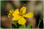 Vlatovink vt (Chelidonium majus)