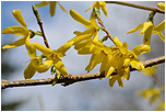 Zlat d隝 (Forsythia intermedia)