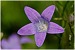 Zvonek rozkladit (Campanula patula)