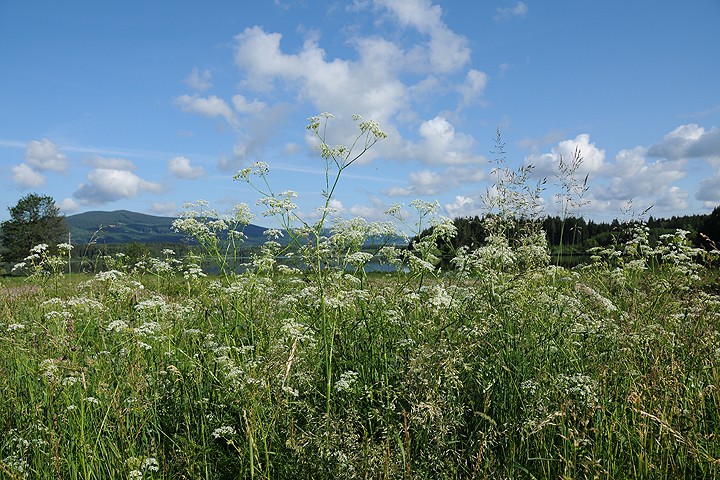 Olšina