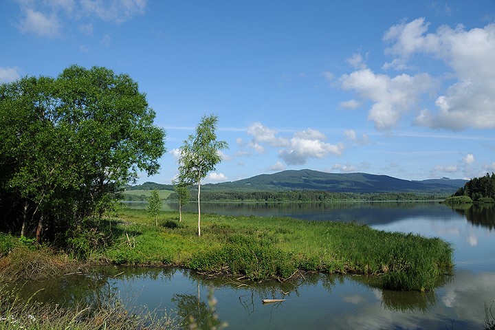 Olšina