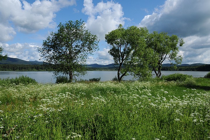 Olšina