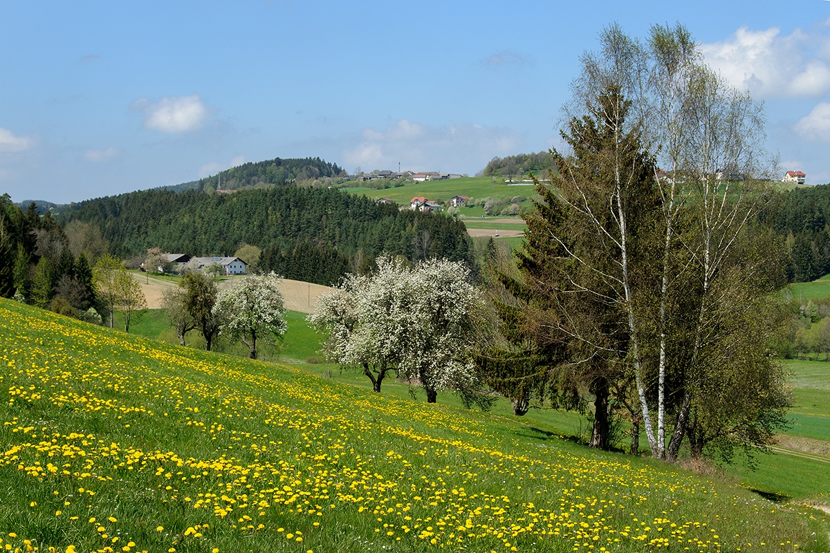 Waldburg (A)