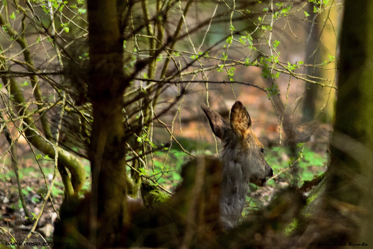 Srnec obecný (Capreolus capreolus) 