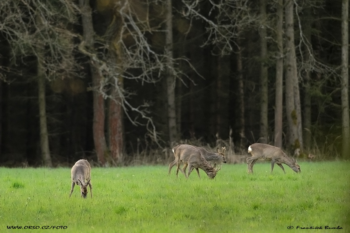 Srnec obecný (Capreolus capreolus) 